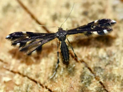 Pselnophorus heterodactyla
