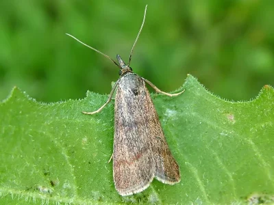 Hypochalcia ahenella