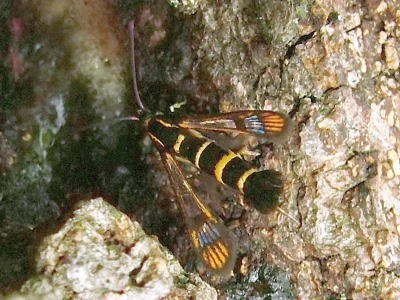 Synanthedon conopiformis