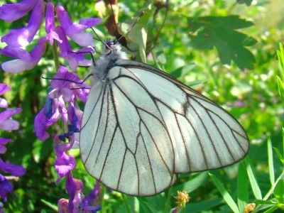 Aporia crataegi