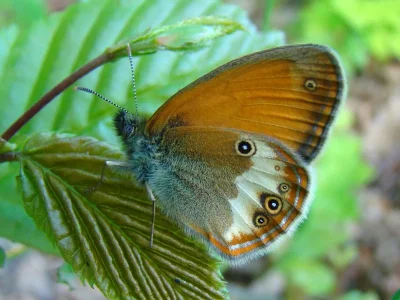 Coenonympha arcania