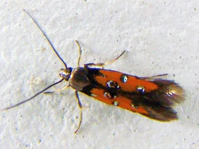 Chrysoclista linneella