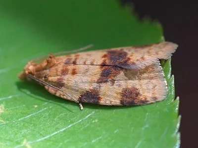 Epagoge grotiana
