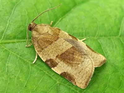 Choristoneura hebenstreitella