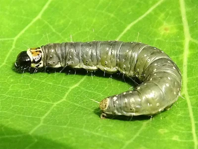 Choristoneura hebenstreitella