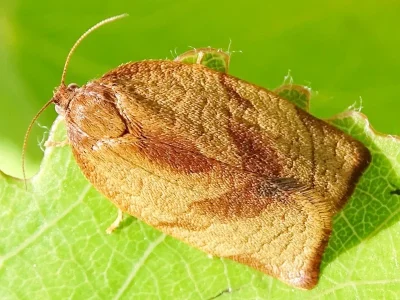 Cacoecimorpha pronubana