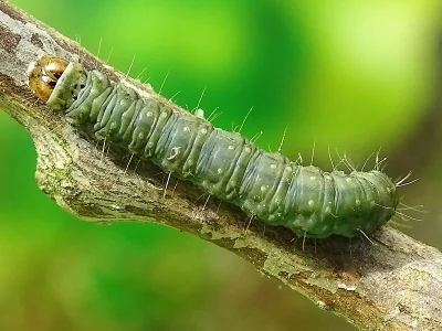 Cacoecimorpha pronubana