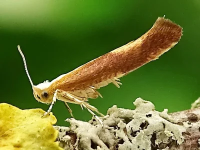 Argyresthia (Argyresthia) albistria