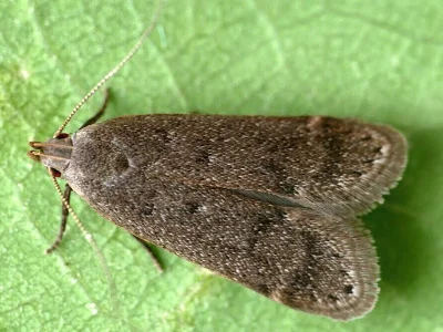 Anacampsis timidella