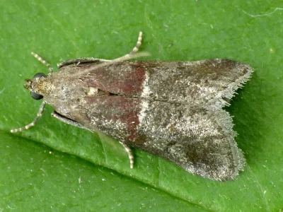 Acrobasis marmorea