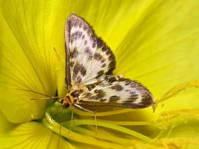 Anania hortulata