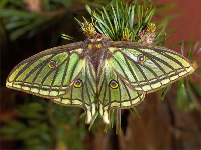Actias isabellae