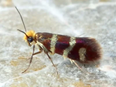 Micropterix ibericella