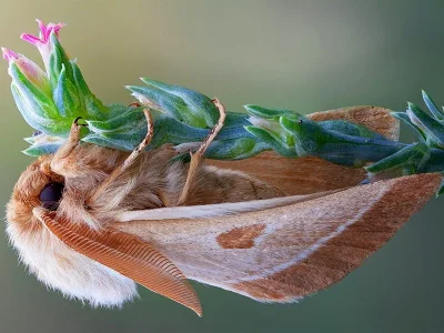 Lemonia balcanica
