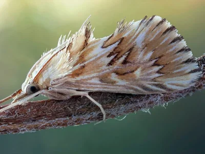 Cynaeda dentalis