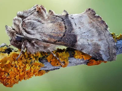 Cleonymia (Serryvania) opposita
