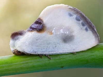 Cilix glaucata