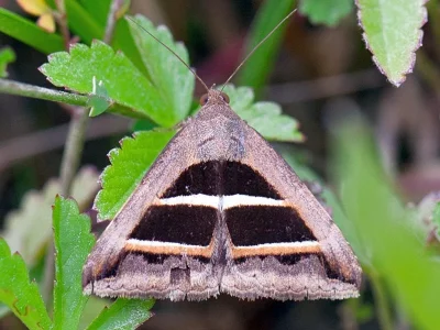 Grammodes bifasciata
