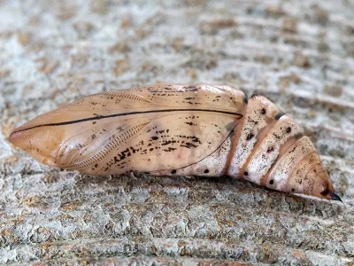 Macroglossum stellatarum
