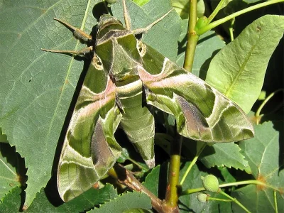Daphnis nerii