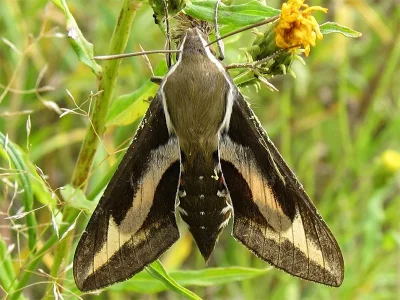 Hyles gallii