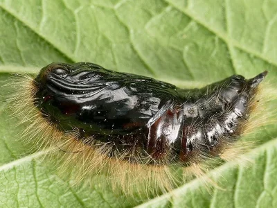 Gynaephora (Dicallomera) fascelina