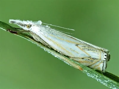 Crambus lathoniellus