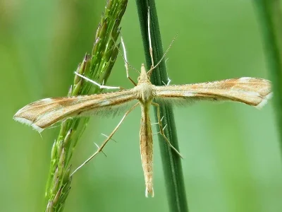 Gillmeria pallidactyla