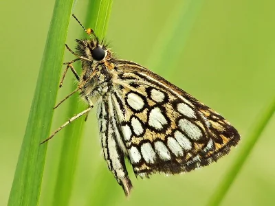 Heteropterus morpheus