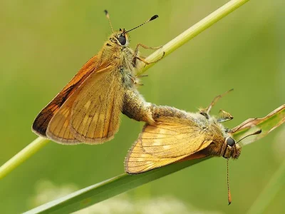Ochlodes sylvanus