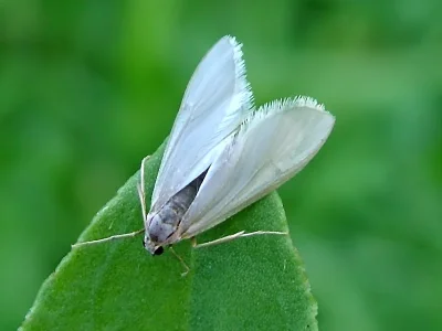 Acentria ephemerella