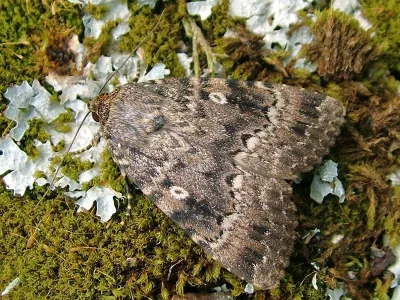 Amphipyra (Amphipyra) berbera