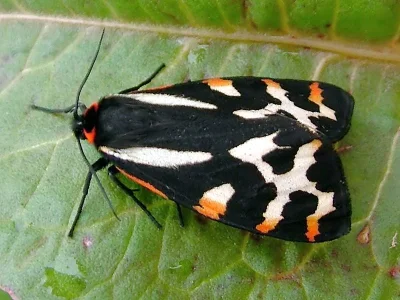 Arctia plantaginis