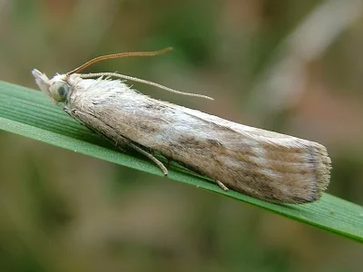 Bradyrrhoa gilveolella