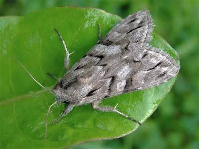 Cucullia fraudatrix