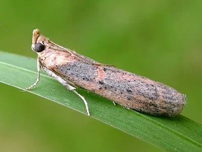 Gymnancyla hornigii