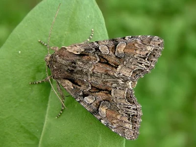 Lacanobia (Dianobia) thalassina