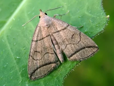 Herminia grisealis