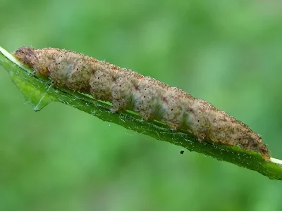 Polypogon (Microphtha) plumigeralis