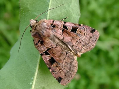 Xestia (Xestia) triangulum