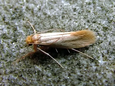 Tineola bisselliella