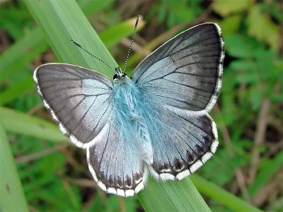 Polyommatus (Lysandra) coridon