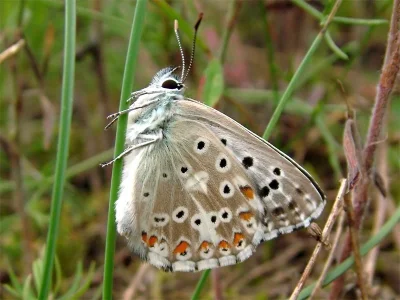 Polyommatus (Lysandra) coridon