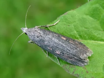 Lamoria zelleri