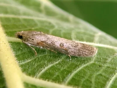 Lamoria anella