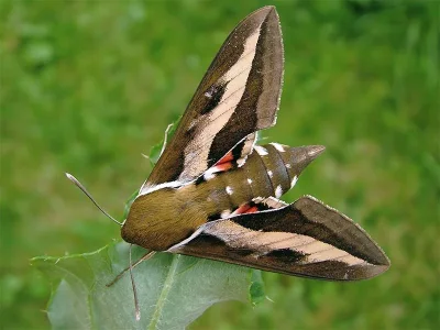 Hyles gallii
