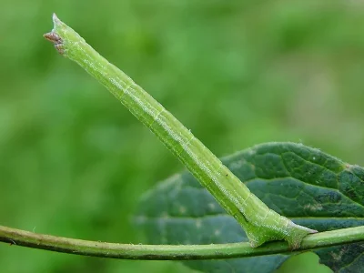 Hemistola chrysoprasaria