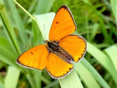 Lycaena (Thersamolycaena) dispar