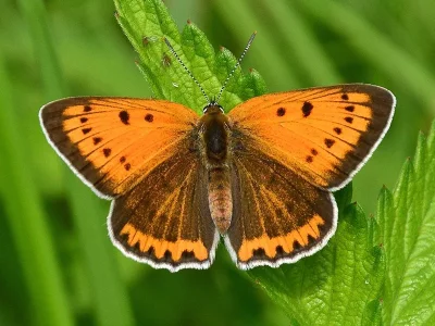 Lycaena (Thersamolycaena) dispar