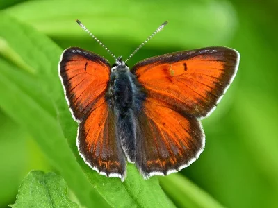 Lycaena (Heodes) hippothoe